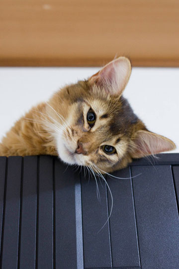 眠そうな猫 愛猫ソマリのブログ ねこパンチ