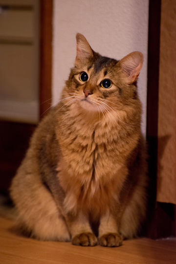毒の抜けた顔 愛猫ソマリのブログ ねこパンチ